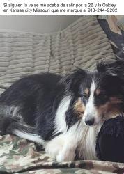 Lost Female Dog last seen Near and VanBrunt Blvd, Kansas City, MO 64127