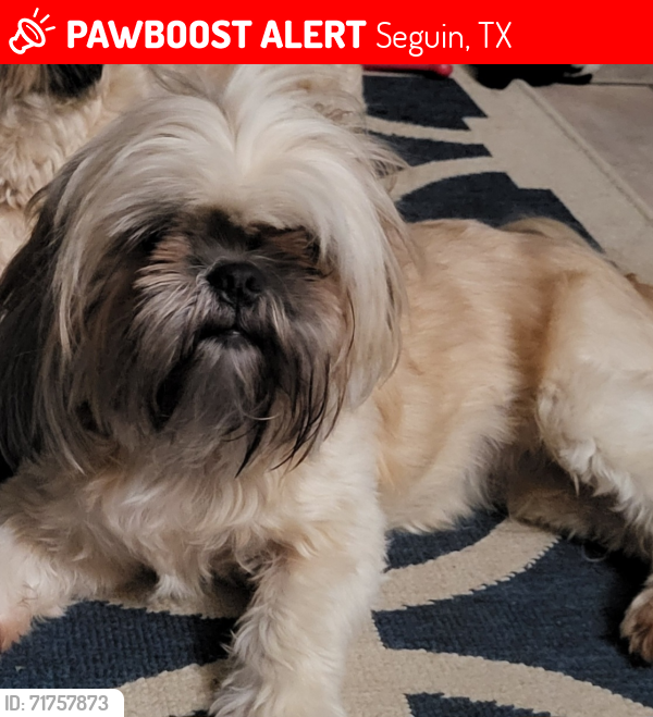 Lost Female Dog last seen Renee st and Burgess st, Seguin, TX 78155