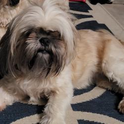 Lost Female Dog last seen Renee st and Burgess st, Seguin, TX 78155