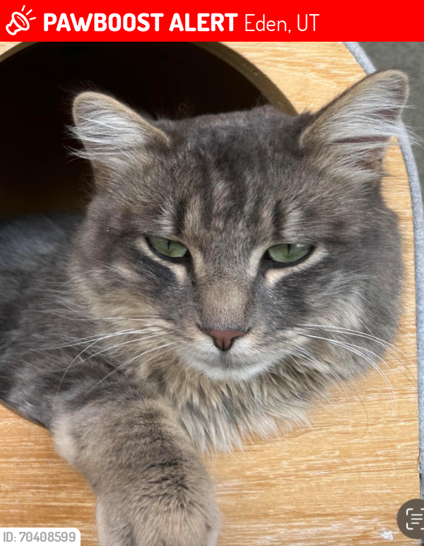 Lost Male Cat last seen Near e 2775 n eden utah 84310, Eden, UT 84310