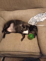 Lost Female Dog last seen Pendleton Pike and mitthoeffer, Indianapolis, IN 46236