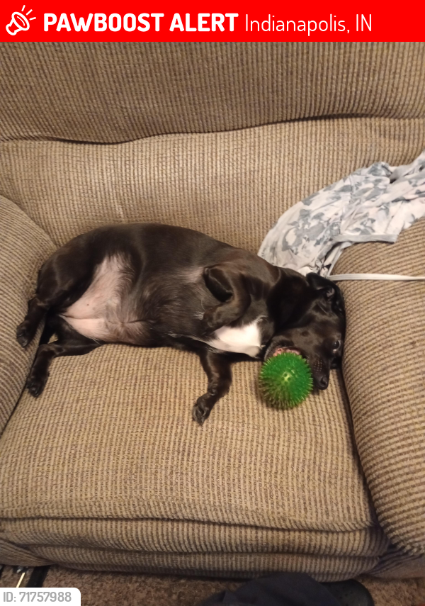 Lost Female Dog last seen Pendleton Pike and mitthoeffer, Indianapolis, IN 46236