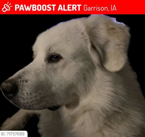 Lost Male Dog last seen Near 64th stee, Garrison, IA 52229