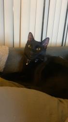 Lost Male Cat last seen Crismon and Baseline, Mesa, AZ 85209