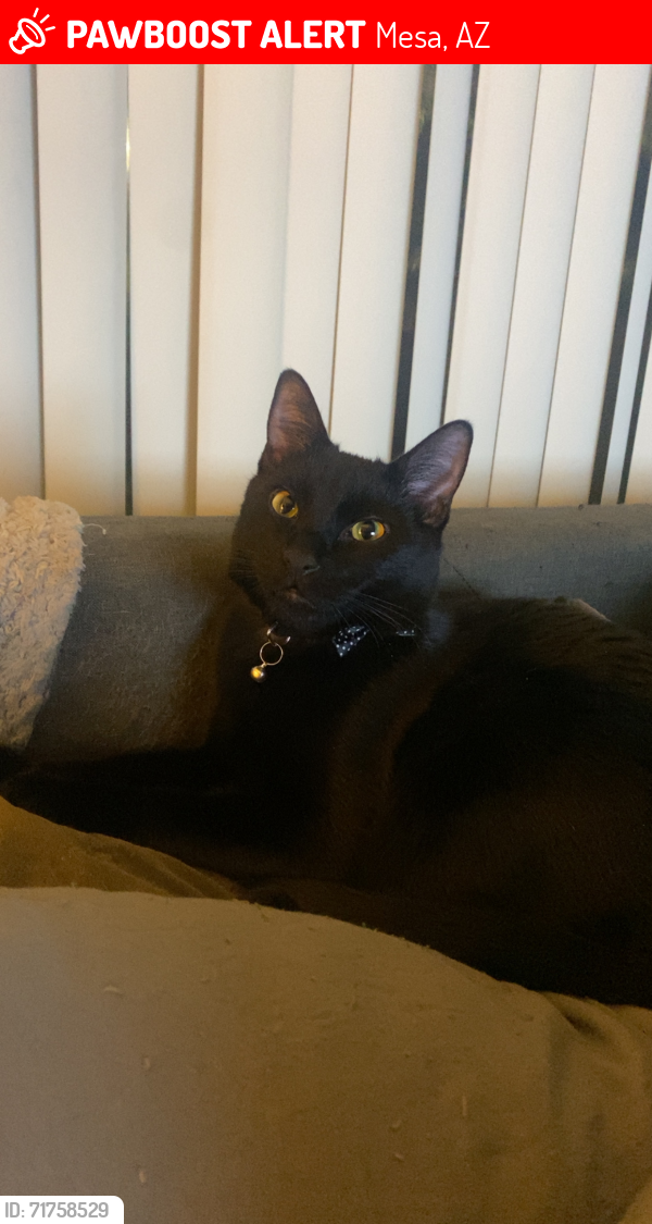 Lost Male Cat last seen Crismon and Baseline, Mesa, AZ 85209