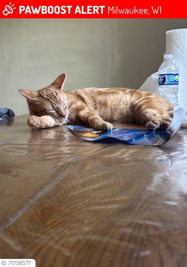 Lost Male Cat last seen Running towards Greenfield Avenue, Milwaukee, WI 53215