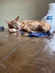 Lost Male Cat last seen Running towards Greenfield Avenue, Milwaukee, WI 53215