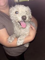 Found/Stray Male Dog last seen South Ave., Sacramento, CA, 95838 by Osmer Lane, Sacramento, CA 95838