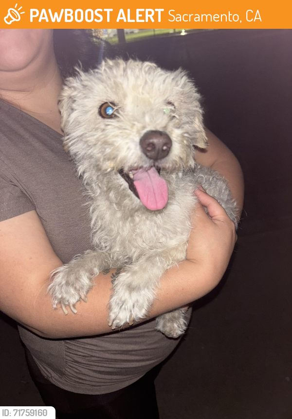 Found/Stray Male Dog last seen South Ave., Sacramento, CA, 95838 by Osmer Lane, Sacramento, CA 95838