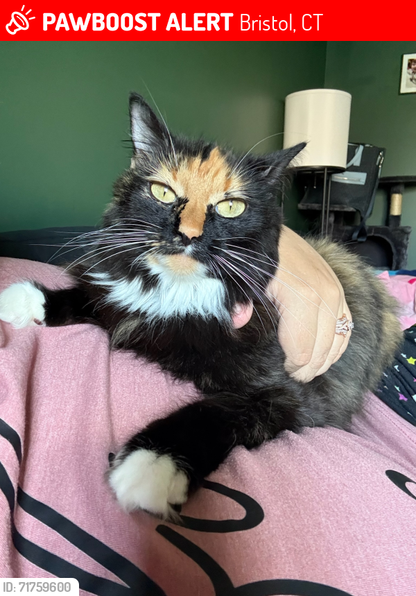 Lost Female Cat last seen Emmett St Near Bristol Soccer Club, Bristol, CT 06010