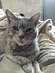 Lost Female Cat last seen Holly and Magnolia, Silver Springs, NV 89429