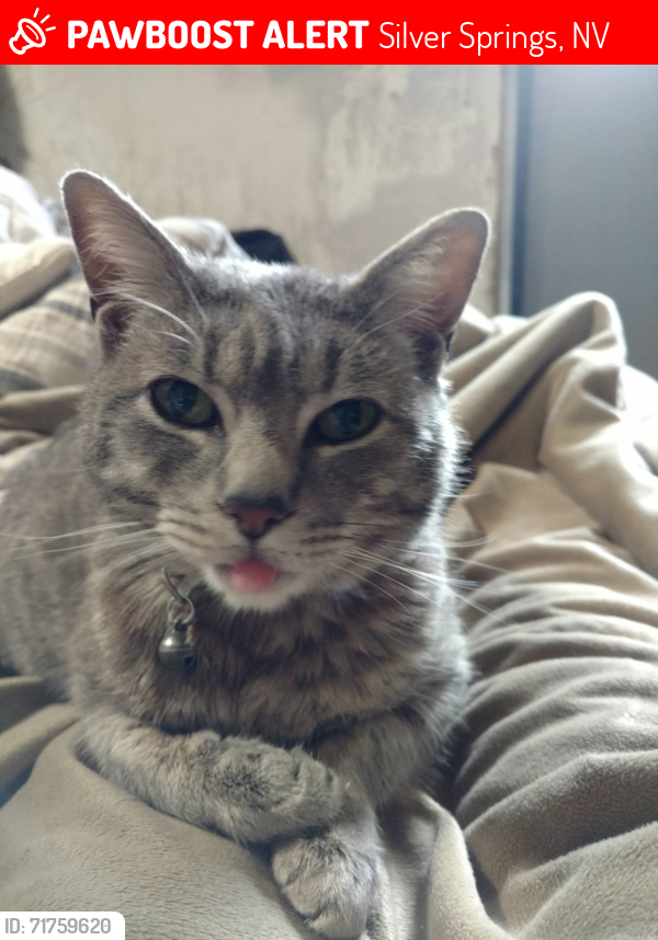 Lost Female Cat last seen Holly and Magnolia, Silver Springs, NV 89429