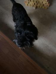 Lost Male Dog last seen Argyles Forests Blvd by park and church, Jacksonville, FL 32244
