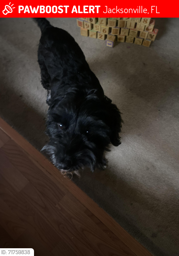 Lost Male Dog last seen Argyles Forests Blvd by park and church, Jacksonville, FL 32244