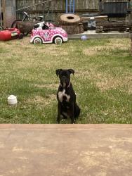 Lost Female Dog last seen phelan blvd, s major dr, Beaumont, TX 77707