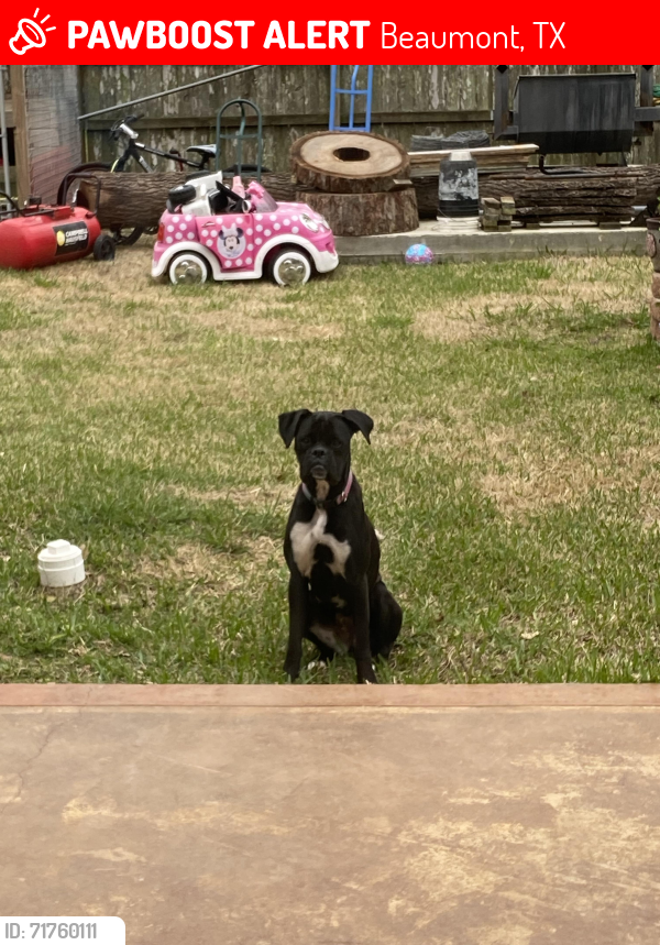 Lost Female Dog last seen phelan blvd, s major dr, Beaumont, TX 77707