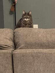 Lost Male Cat last seen Prospect Parkway, Durham, NC 27703