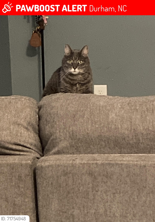 Lost Male Cat last seen Prospect Parkway, Durham, NC 27703