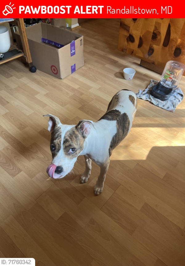 Lost Male Dog last seen Winads rd, Randallstown, MD 21133