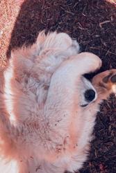 Reunited Female Dog last seen Near Wedgewood dr se mableton ga 30126, Mableton, GA 30126
