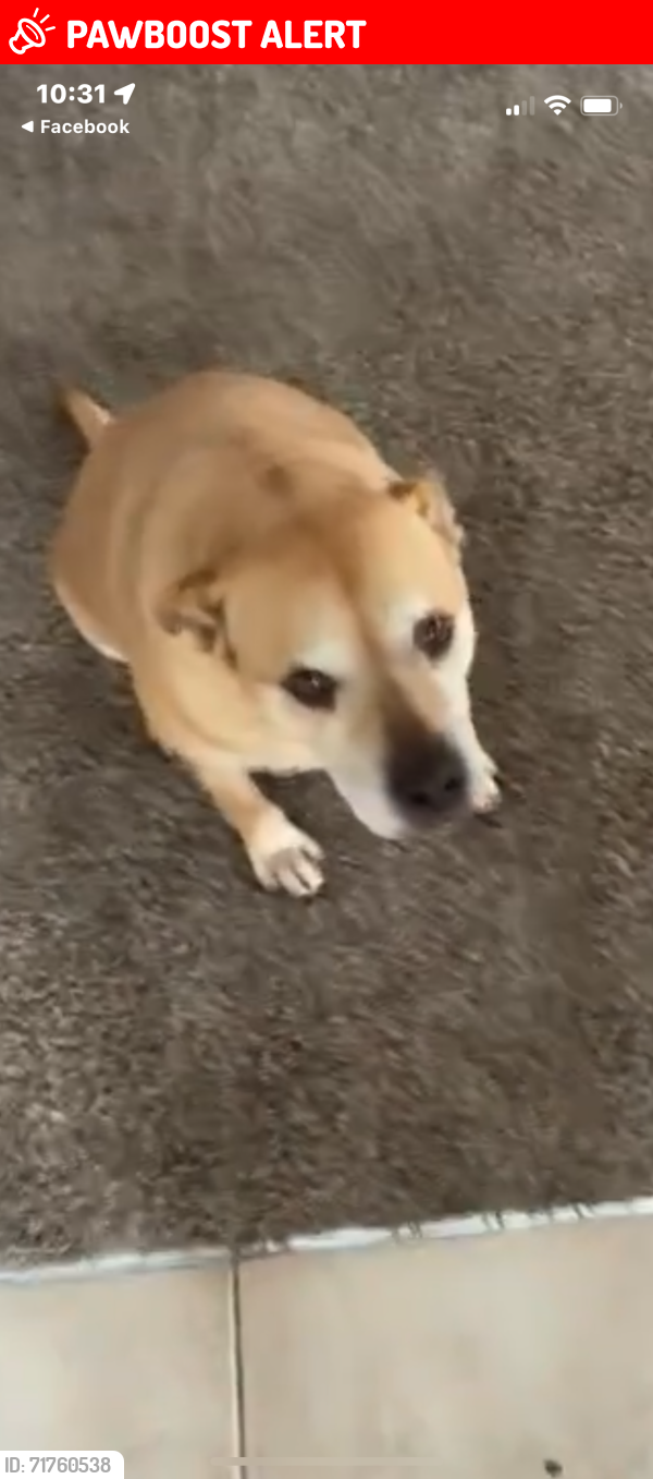Jacksonville Beach, FL Lost Female Dog, Daisy Is Missing PawBoost