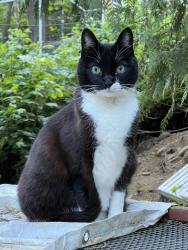 Lost Female Cat last seen Olympic Trails, above Horstad creek rd, Lilliwaup, WA 98548