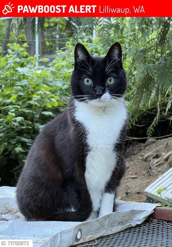 Lost Female Cat last seen Olympic Trails, above Horstad creek rd, Lilliwaup, WA 98548