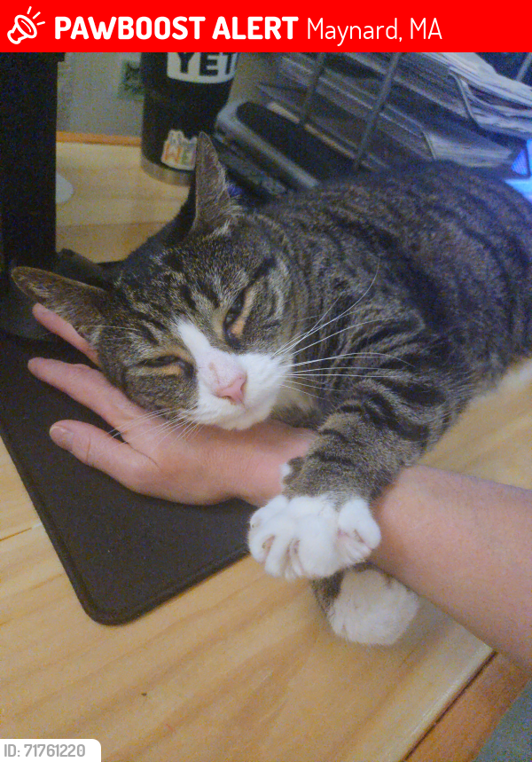 Lost Male Cat last seen Maynard public library & Summer and Acton Streets, Maynard, MA 01754