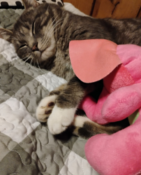 Lost Male Cat last seen 33rd& Columbia Blvd., Portland, OR 97211