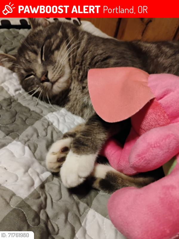 Lost Male Cat last seen 33rd& Columbia Blvd., Portland, OR 97211
