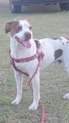 Lost Male Dog last seen I-820 and Marine Creek parkway, Fort Worth, TX 76114