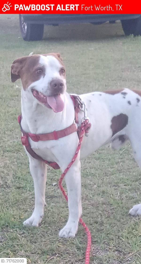Lost Male Dog last seen I-820 and Marine Creek parkway, Fort Worth, TX 76114