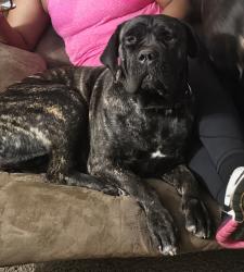 Lost Female Dog last seen Hunters ridge subdivision in Creedmoor NC, Creedmoor, NC 27522