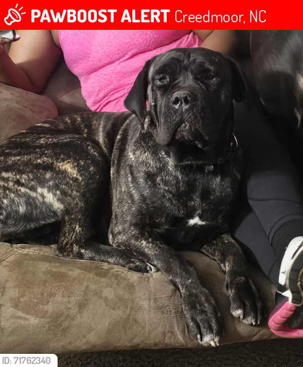 Lost Female Dog last seen Hunters ridge subdivision in Creedmoor NC, Creedmoor, NC 27522