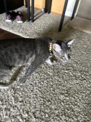 Lost Male Cat last seen Building 22, corner of Reveille Ranch, Saddlewood, and Mobiltown, Bryan, TX 77801