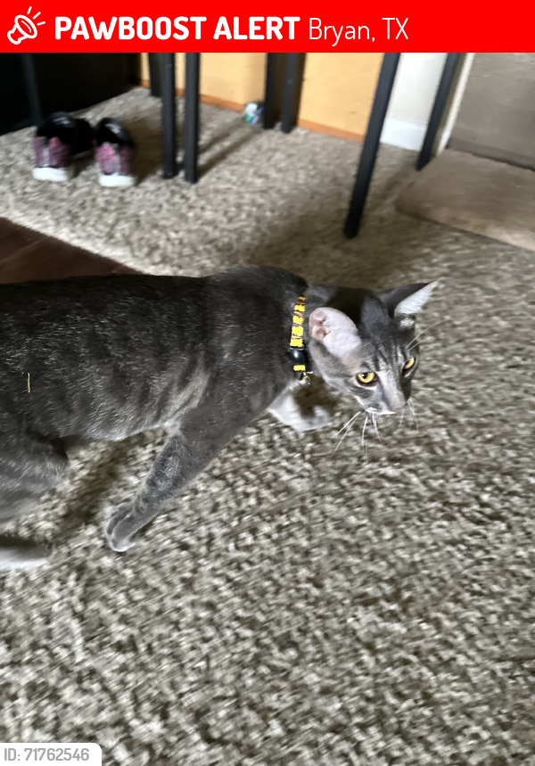 Lost Male Cat last seen Building 22, corner of Reveille Ranch, Saddlewood, and Mobiltown, Bryan, TX 77801