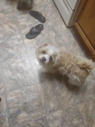 Lost Female Dog last seen Ash St I78, Ramona, CA 92065