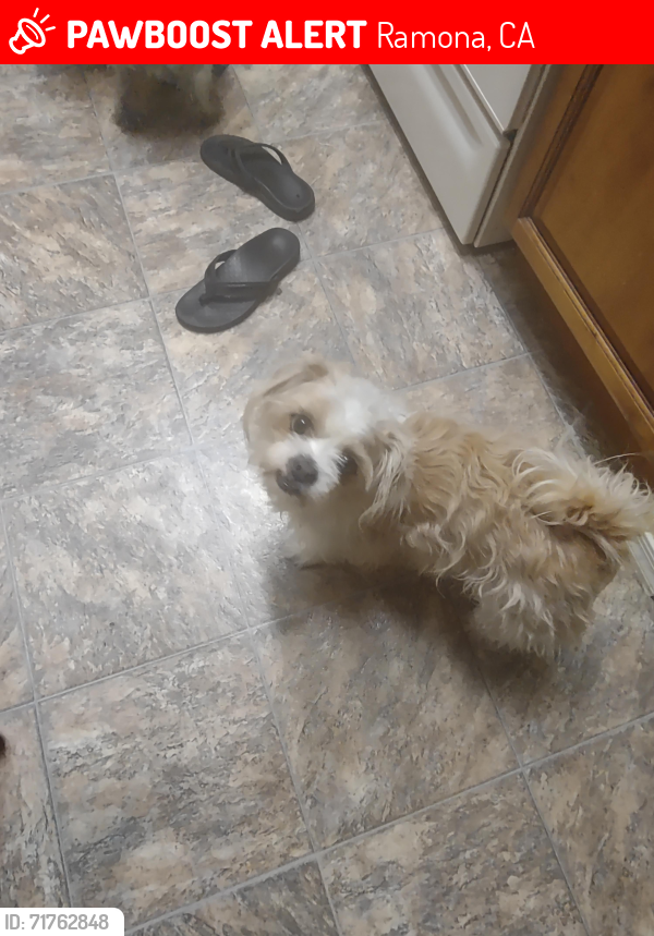 Lost Female Dog last seen Ash St I78, Ramona, CA 92065