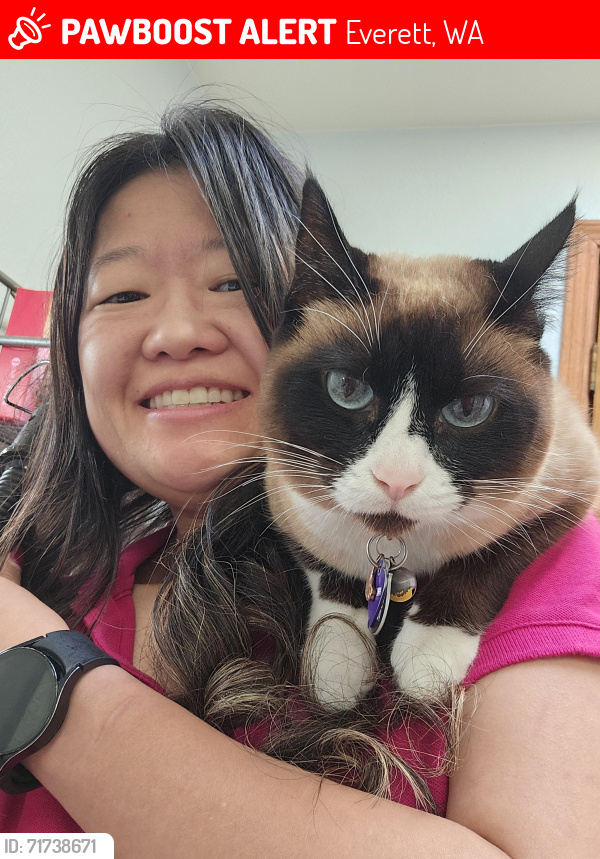 Lost Female Cat last seen Near 118th Pl. SE Everett, WA 98208, Everett, WA 98208