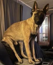 Lost Male Dog last seen Malier Road, Race Trac , Hampton, GA 30228