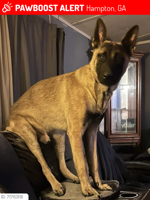 Lost Male Dog last seen Malier Road, Race Trac , Hampton, GA 30228