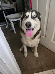 Reunited Female Dog last seen 11th ave, Victorville, CA 92395