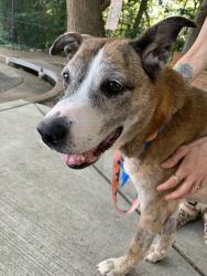 Reunited Female Dog last seen Days Inn, Alexandria, VA 22312