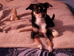 Lost Female Dog last seen Blythe/ Conejo , Caruthers, CA 93609