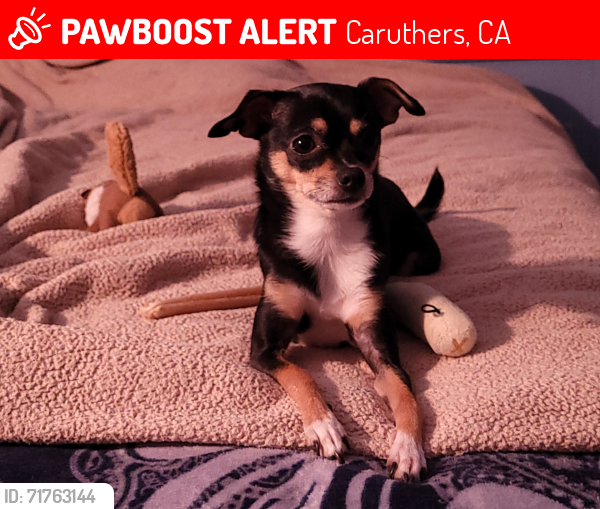 Lost Female Dog last seen Blythe/ Conejo , Caruthers, CA 93609