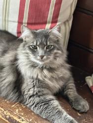 Lost Male Cat last seen Near SE Borges Rd, Damascus, OR 97089
