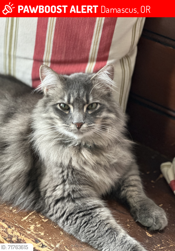 Lost Male Cat last seen Near SE Borges Rd, Damascus, OR 97089