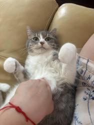 Lost Female Cat last seen Byberry road and Bustleton , Philadelphia, PA 19116