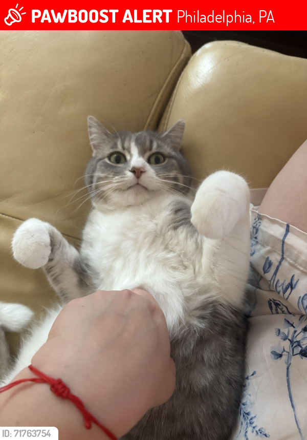 Lost Female Cat last seen Byberry road and Bustleton , Philadelphia, PA 19116