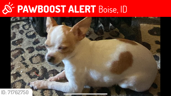 Lost Female Dog last seen Wickham fen way, boise, Boise, ID 83709